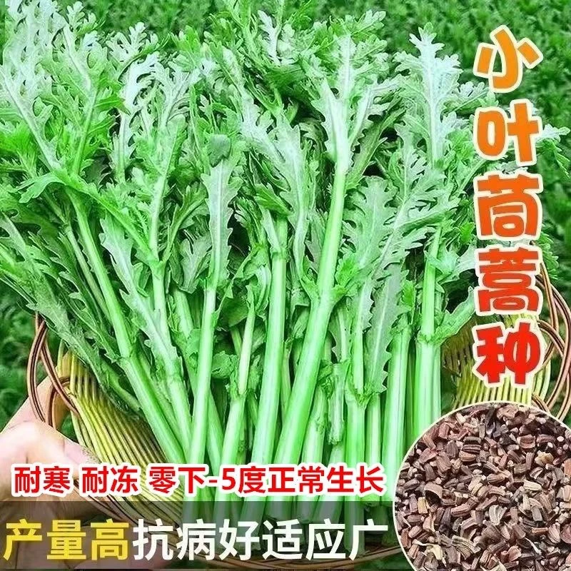 【全场满5包包邮】四季小叶茼蒿种子籽菜种皇帝菜秋冬季籽种青菜蔬