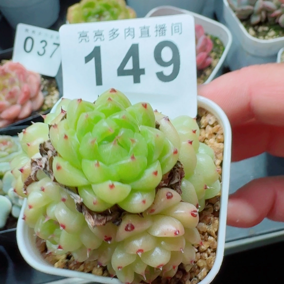 熊猫            精美多肉植物