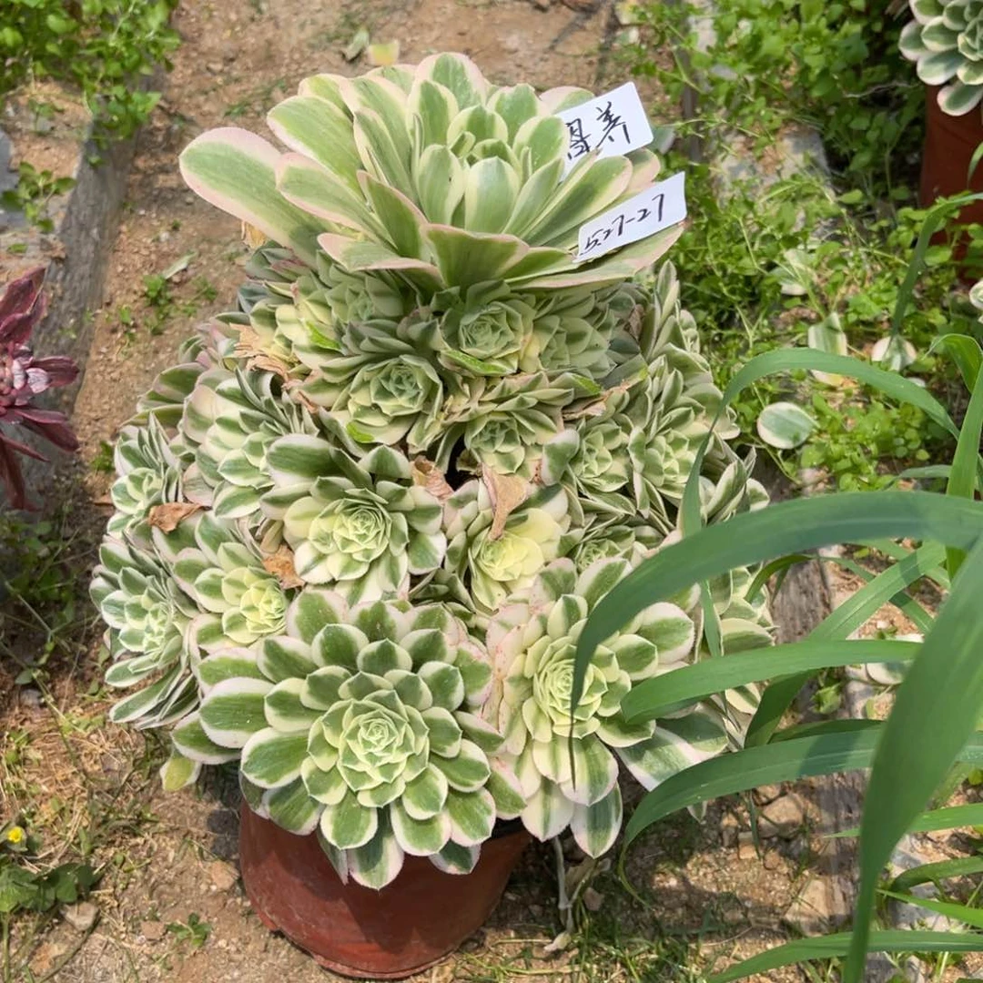 俞*?5.27-27迈巴赫手捧寄养