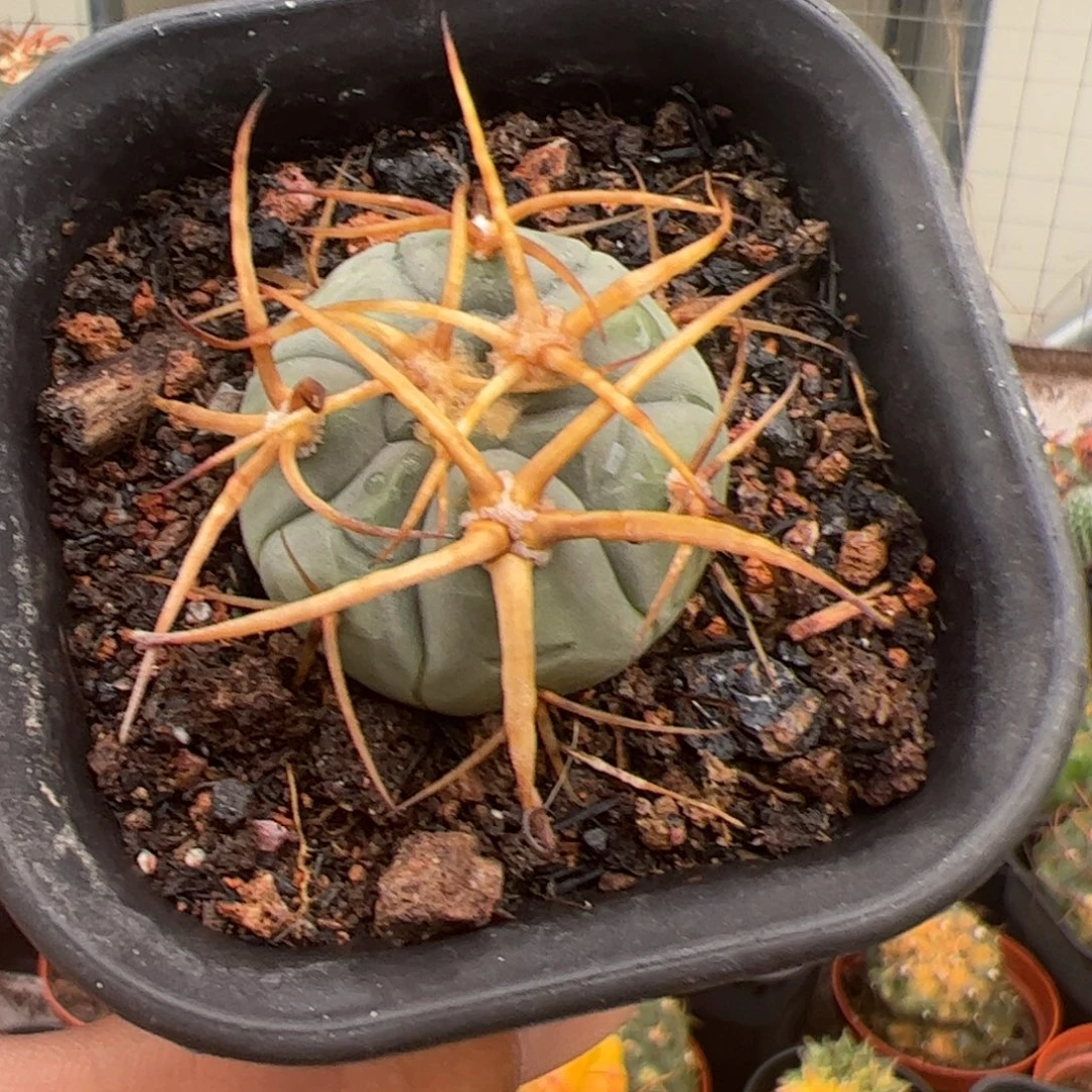 实生精选光琳玉仙人球