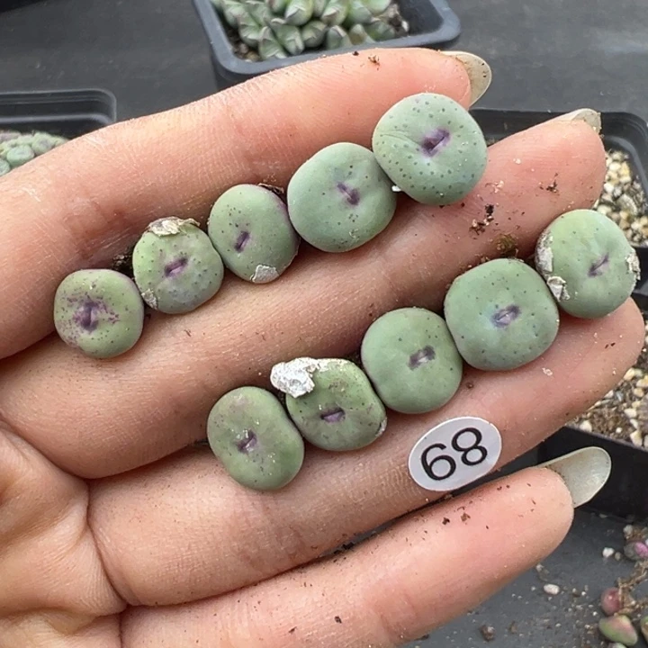 岁****68号1111111111111