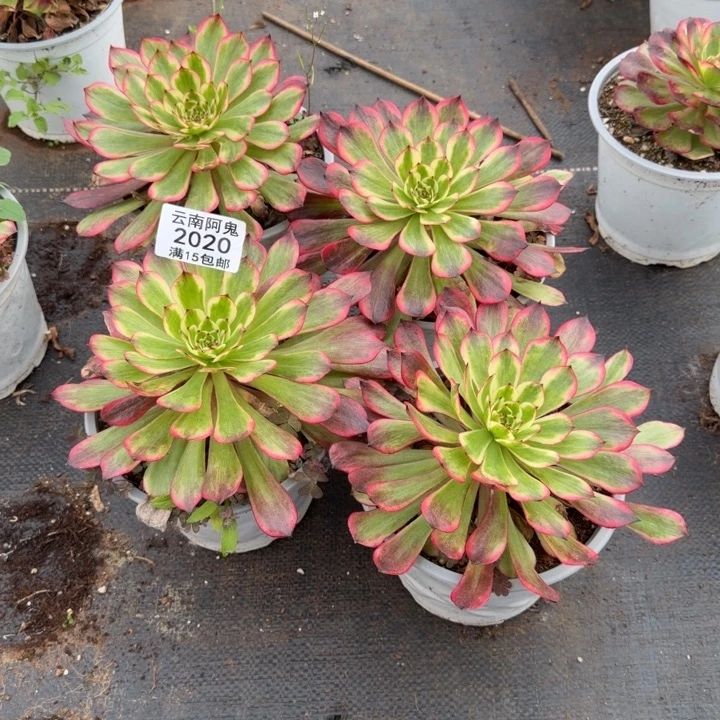 幻境粉体白月光啊啊啊