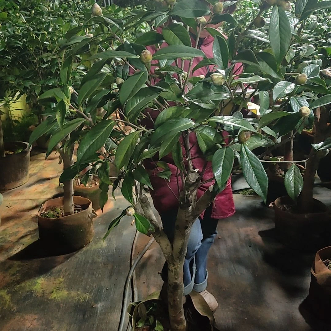 全部花苞斯纳米特不包邮