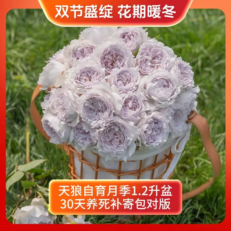 【双节盛绽】天狼 自育月季1.2升盆西子千重岚等庭院阳台爬藤花卉