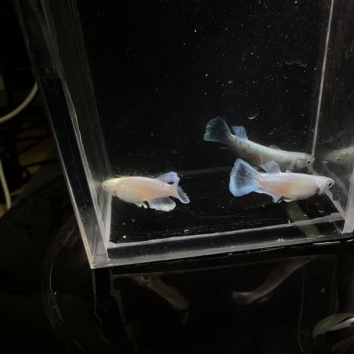 青鳉鱼观背青鱂一物一拍693