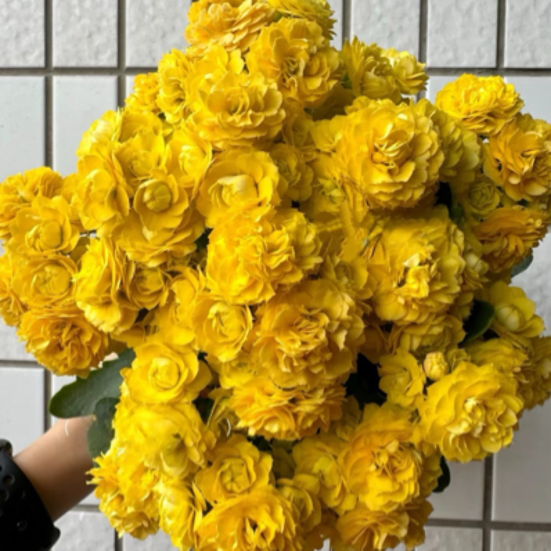 【130#昊景 龙袍】重瓣大花长寿花