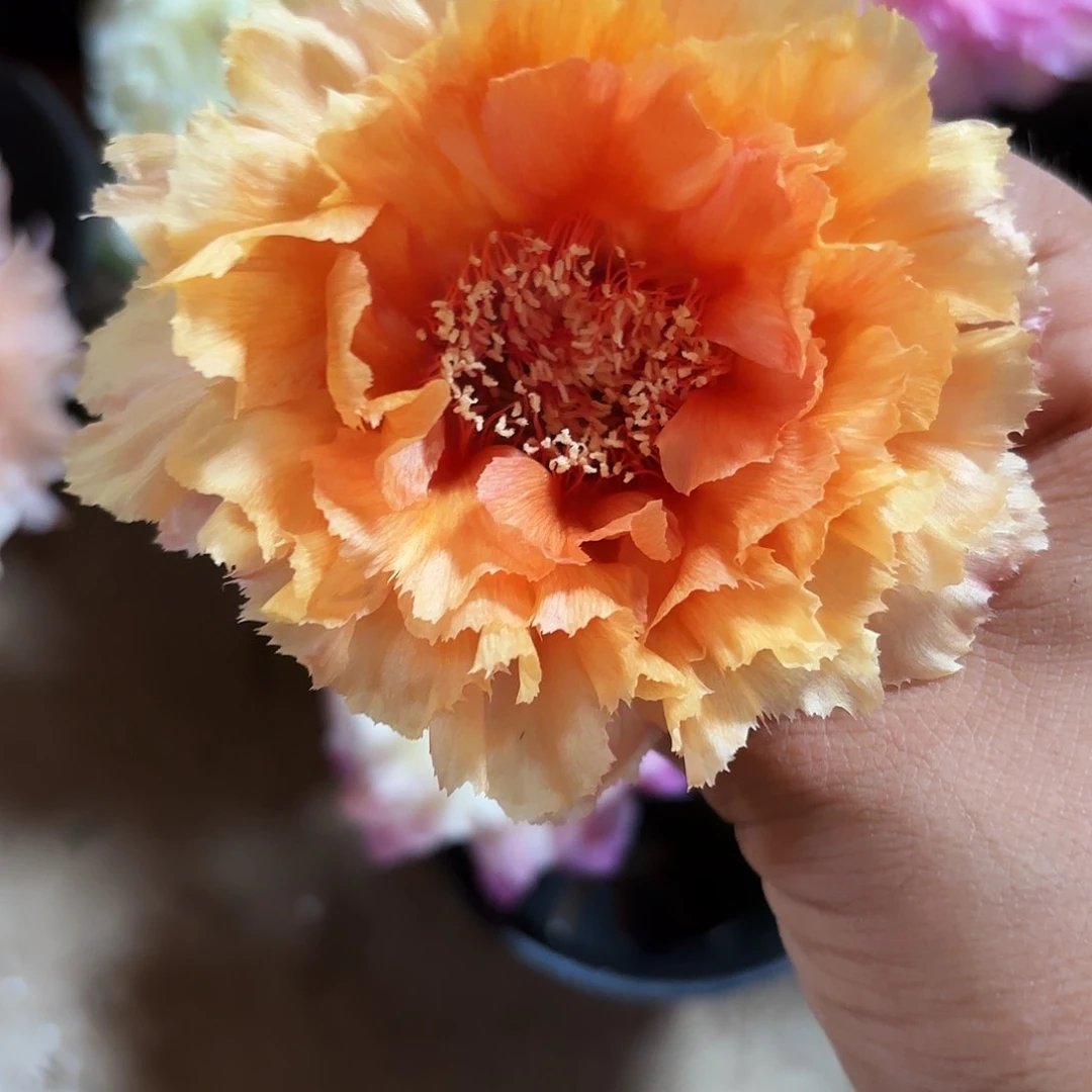 琉璃盏小小德侧牙