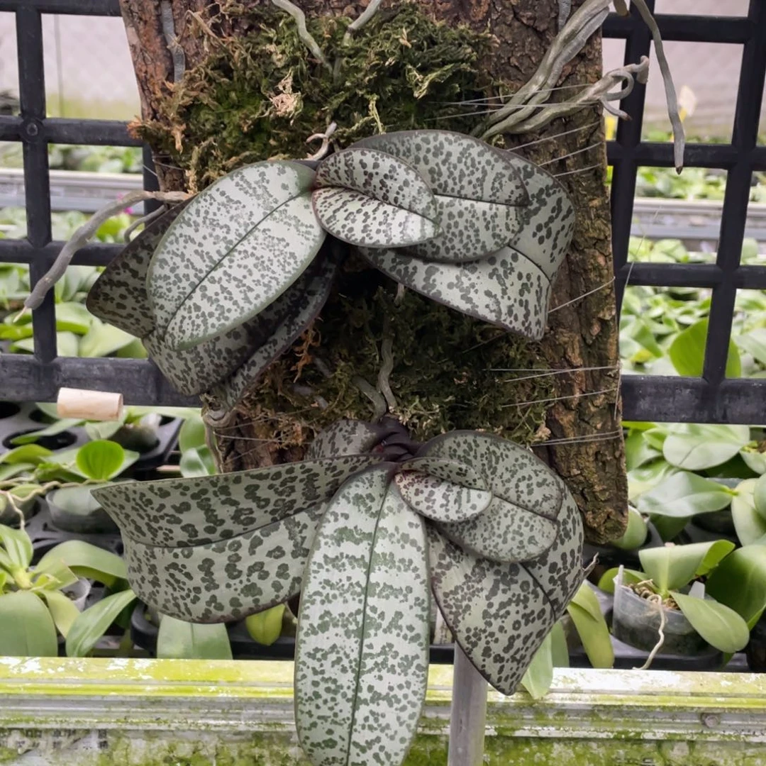 当前无花栽培后可以开花
