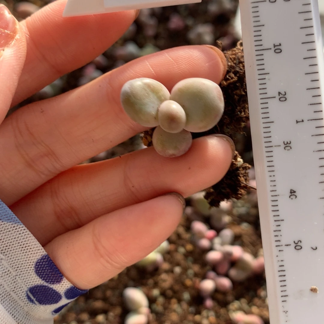 糖果红拉丝基因不满28发到付，发一片叶，~