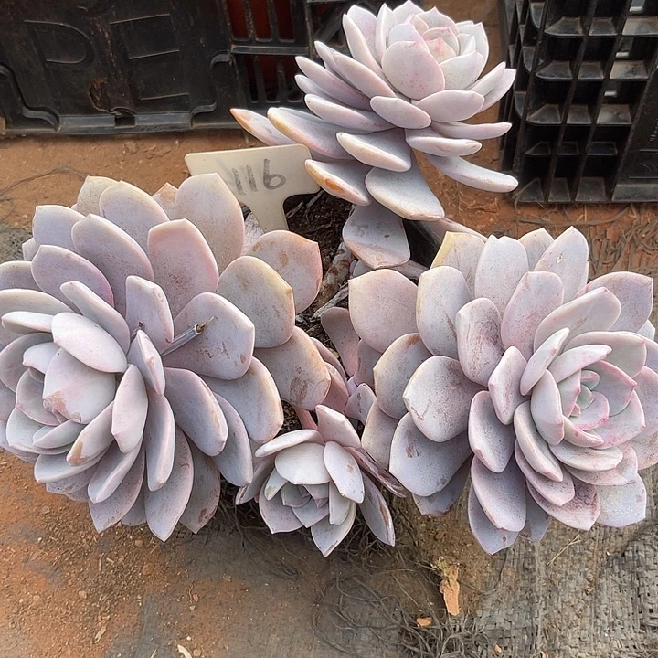 两单包邮，一物一拍116红茶