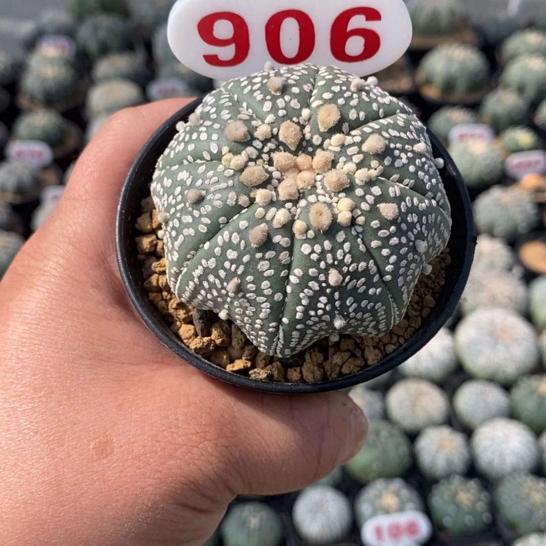 906海星花园特价系列