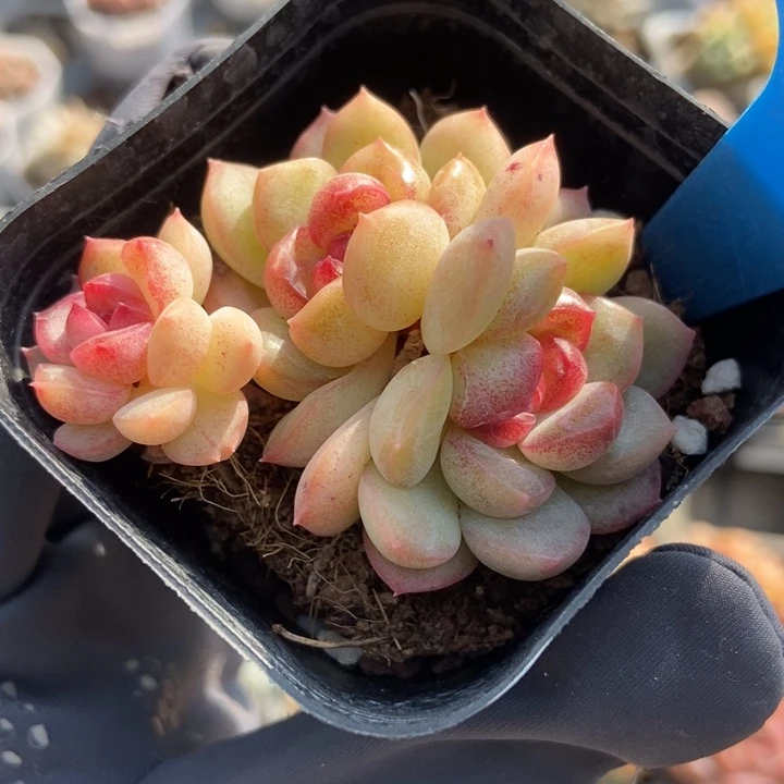 6158琴心多肉植物保护