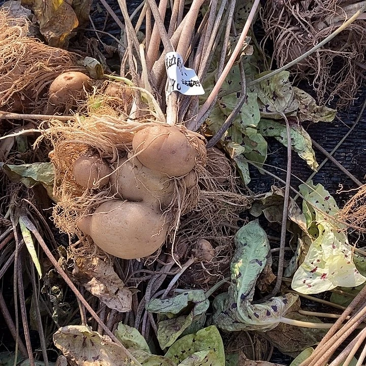 身***你完全开放玛菲特球和发热包