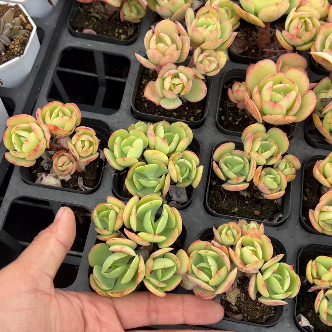 碧桃3头群有砍到手1颗量拍多肉下午发货