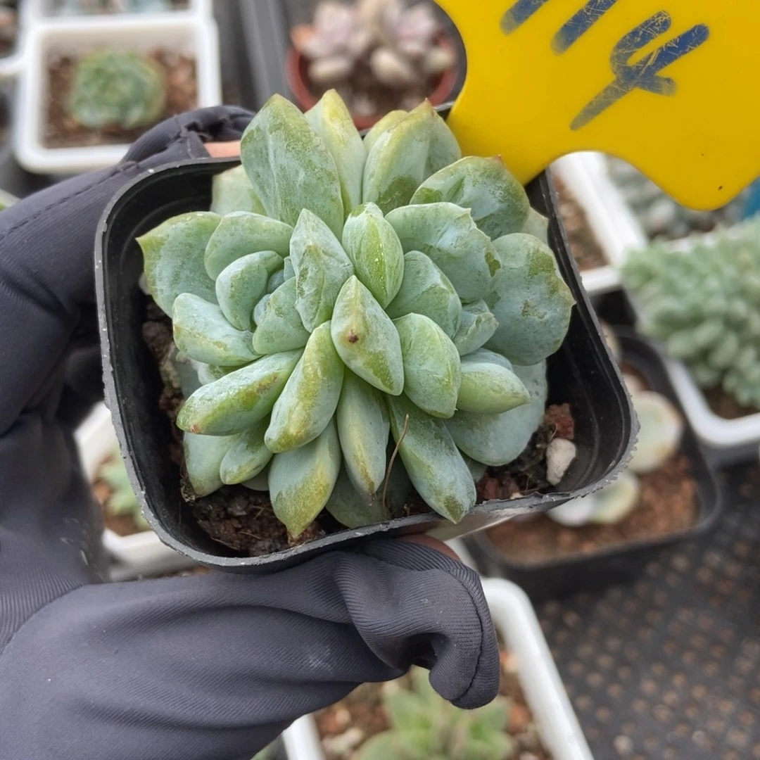 914冰魄石化多肉植物保护