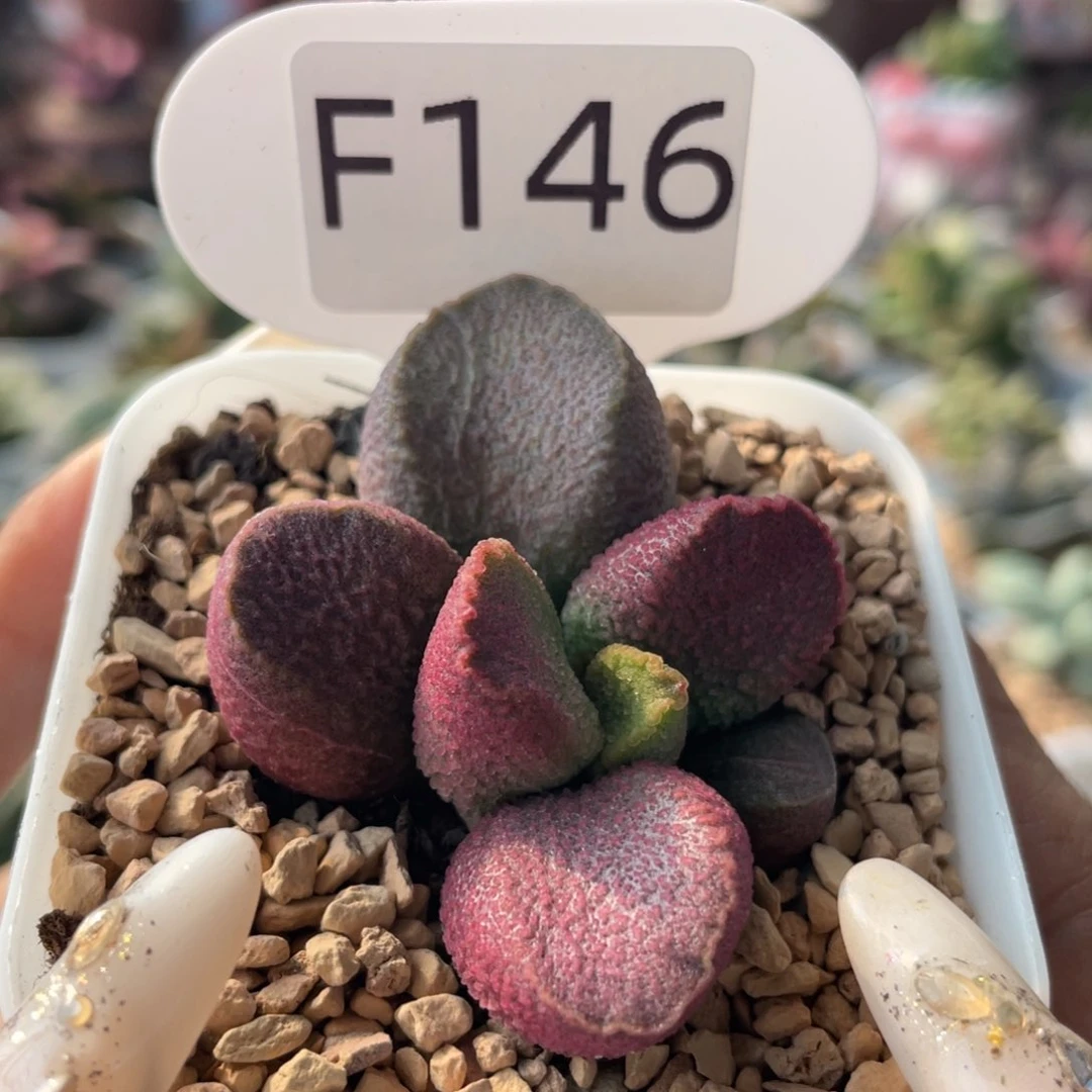 赛猪肝。  F146。