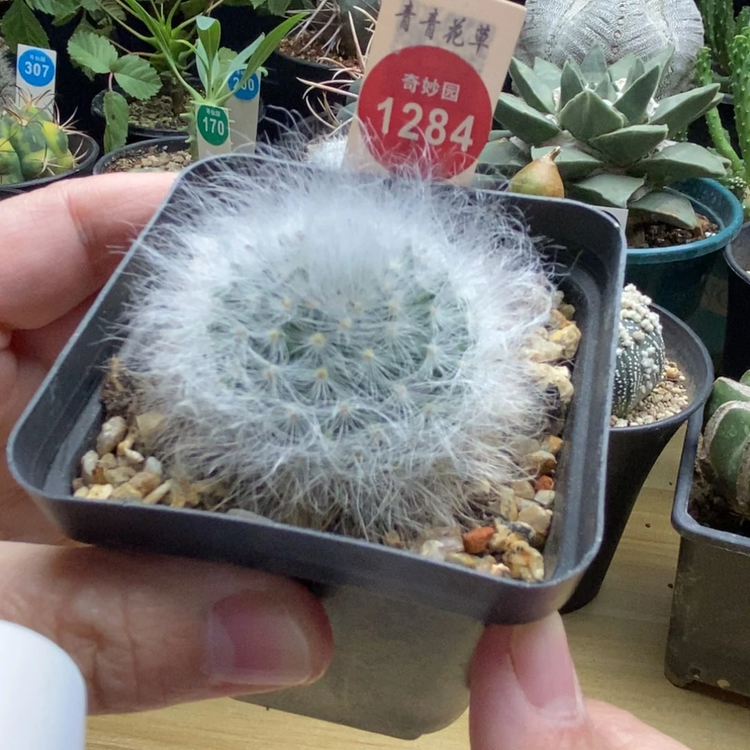 实生无刺丽光殿一棵仙人球