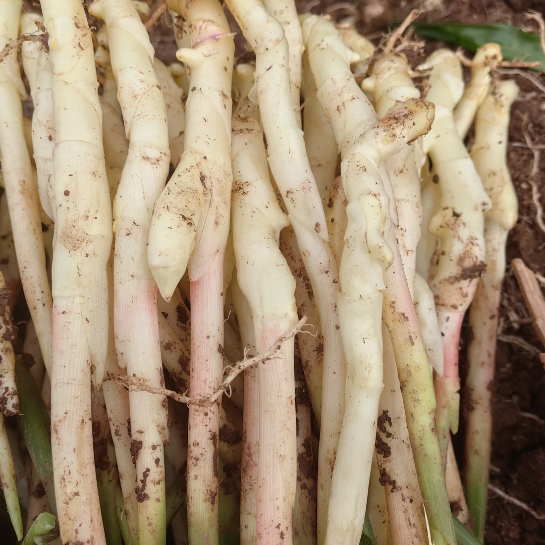 四川嫩生姜新鲜现挖嫩仔姜醋泡姜脆嫩芽子姜