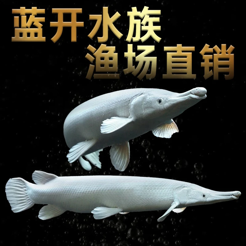 白火箭幽灵火箭大型淡水观赏猛鱼