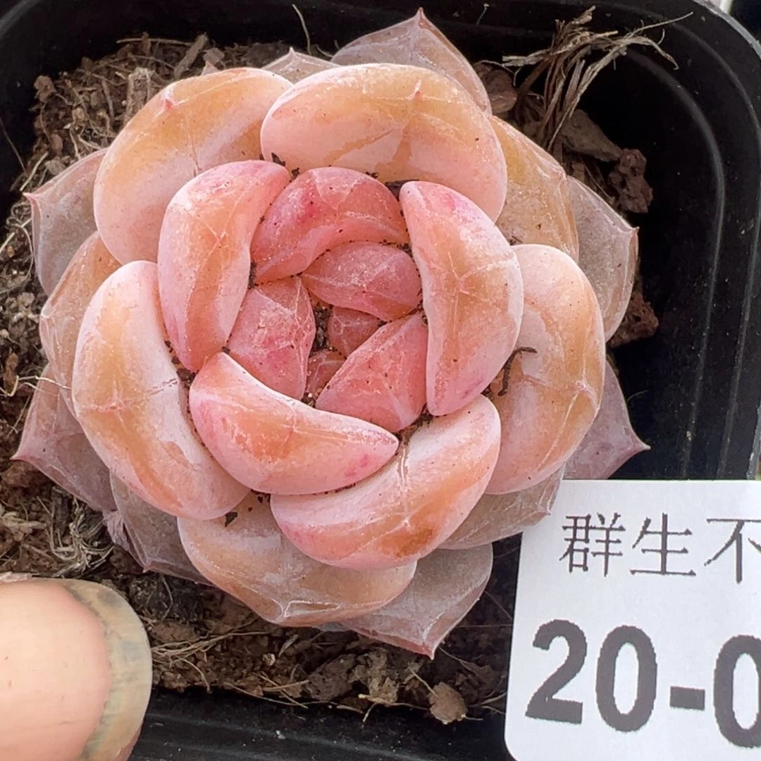 小卡拉米糖心一物一拍20-84