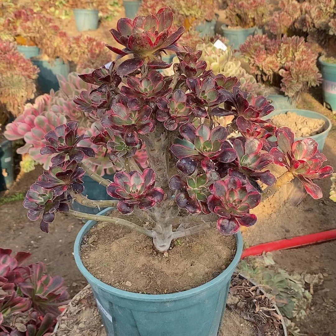 多肉植物十一号香奈儿