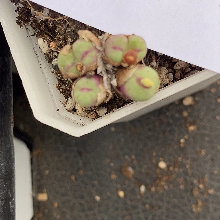 2272小红嘴一群。