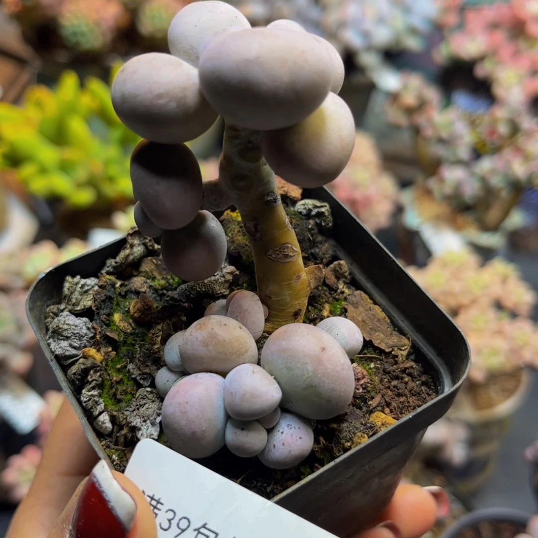 芭比奶酪2609/5cm多肉