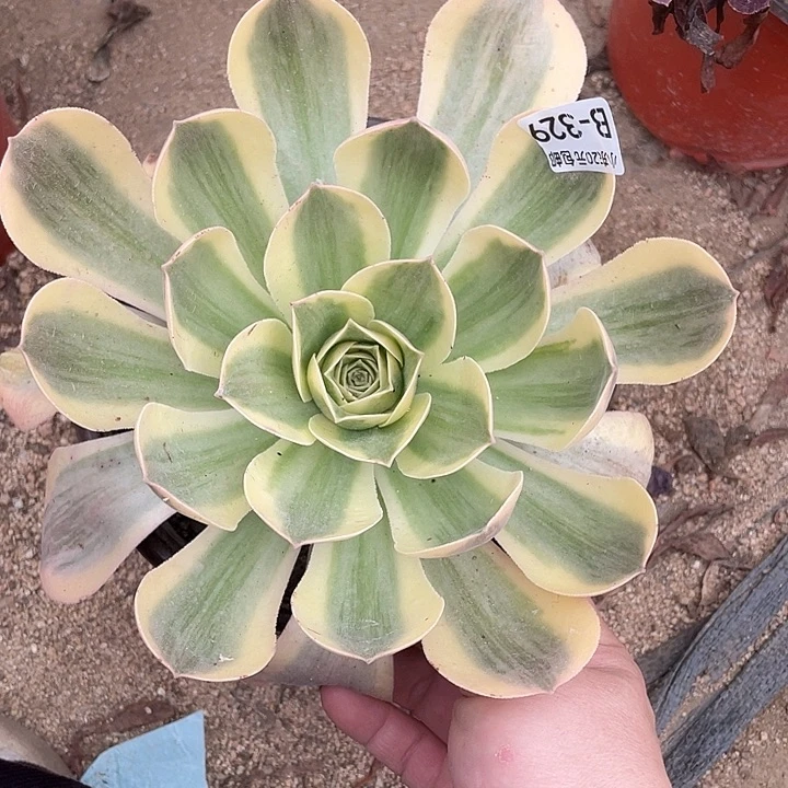 329香炉盘白锦多肉植物法师