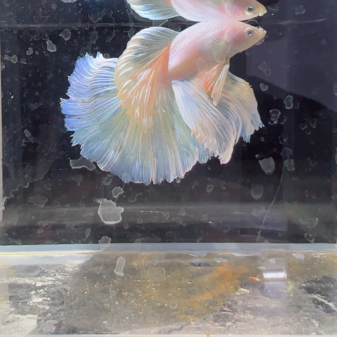 斗鱼浅色仙仙裙特殊尾