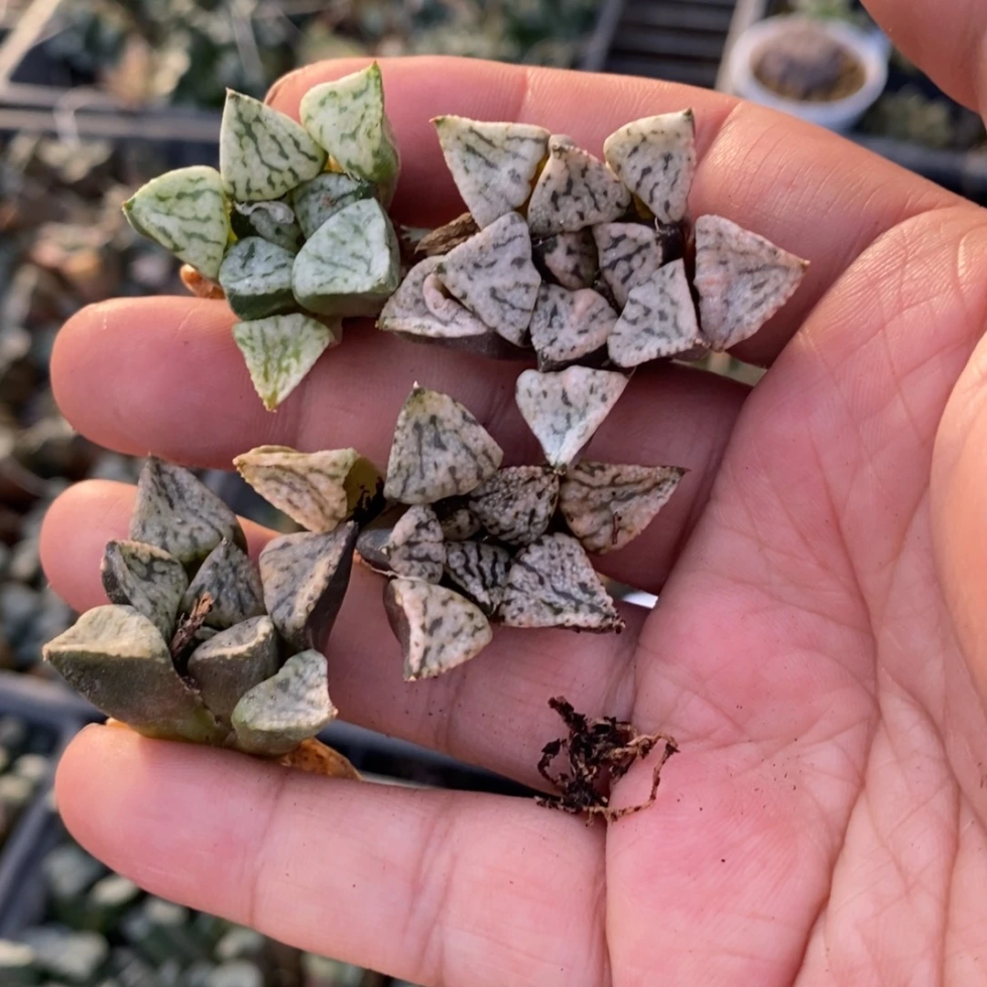 2721 一颗大年份小潘多拉魔盒 整点福利