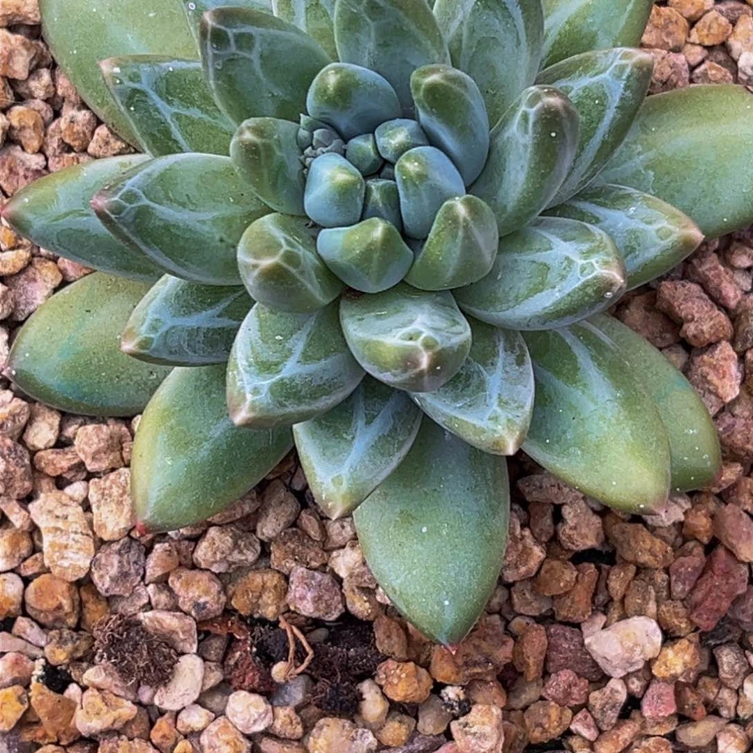 0007下午多肉植物群生