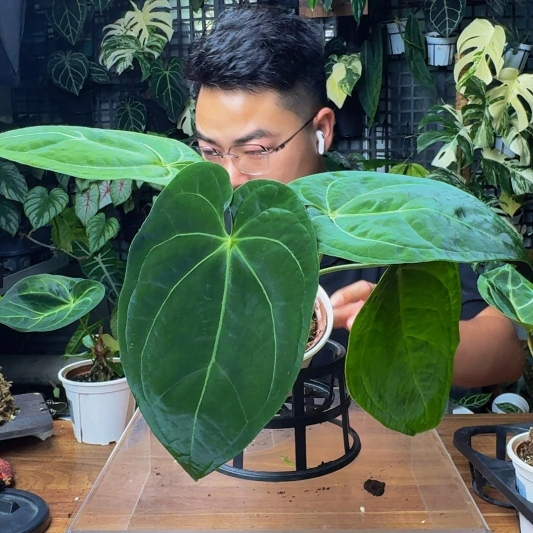 W***W无花朵一物一拍A103