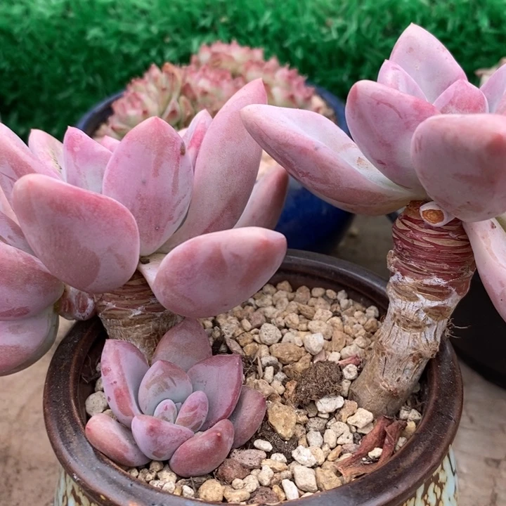 老*山奥普老桩带盆土多肉