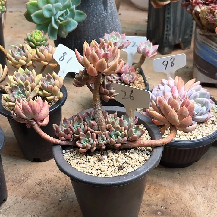 多肉植物，璀璨26号