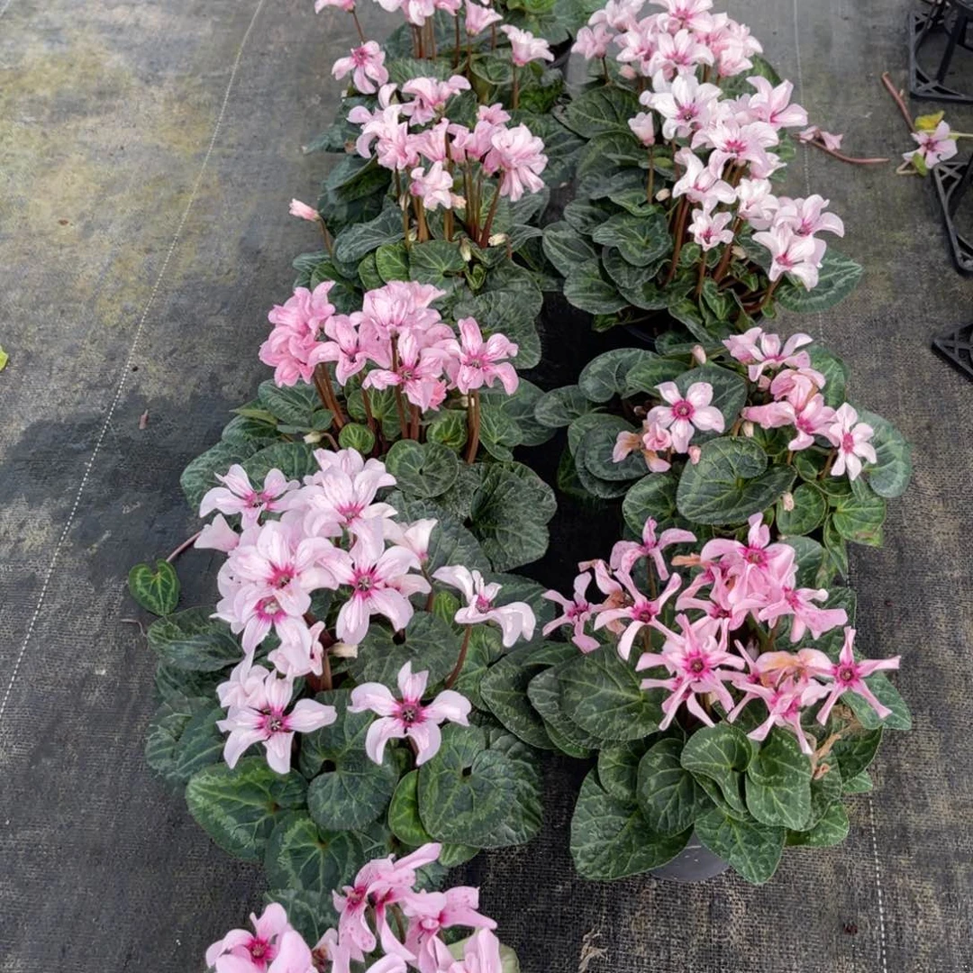 完全开放处理幻雅 两盆 不包售后