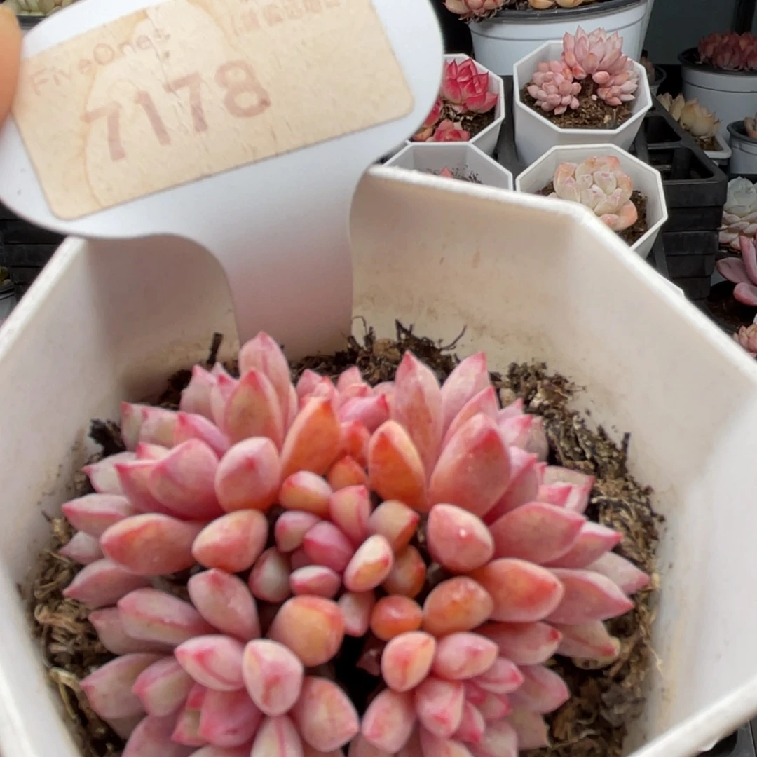 蓝宝石7178-5.0厘米