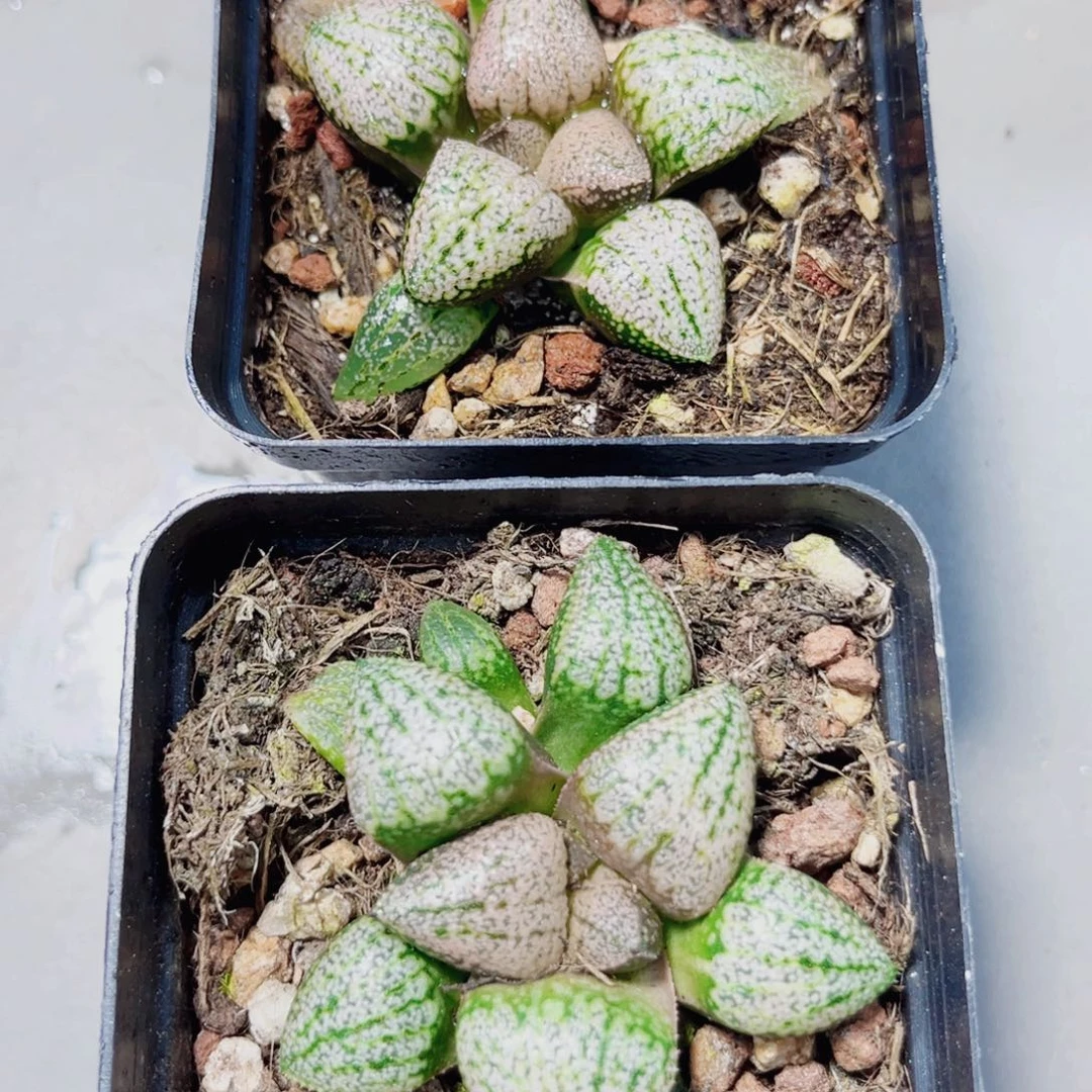 两颗红宝石白银多肉植物