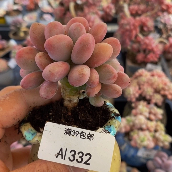 桃蛋6cm332多肉植物