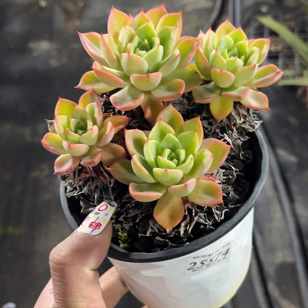 守****?25574一物一拍单头