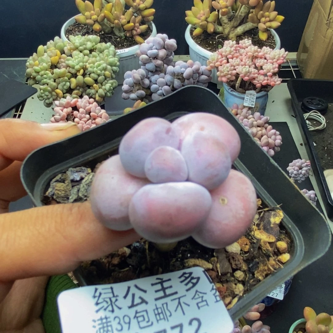 772橙奶多肉肉2c m