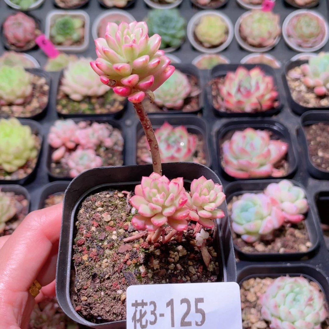 花利美3-125塔洛克锦