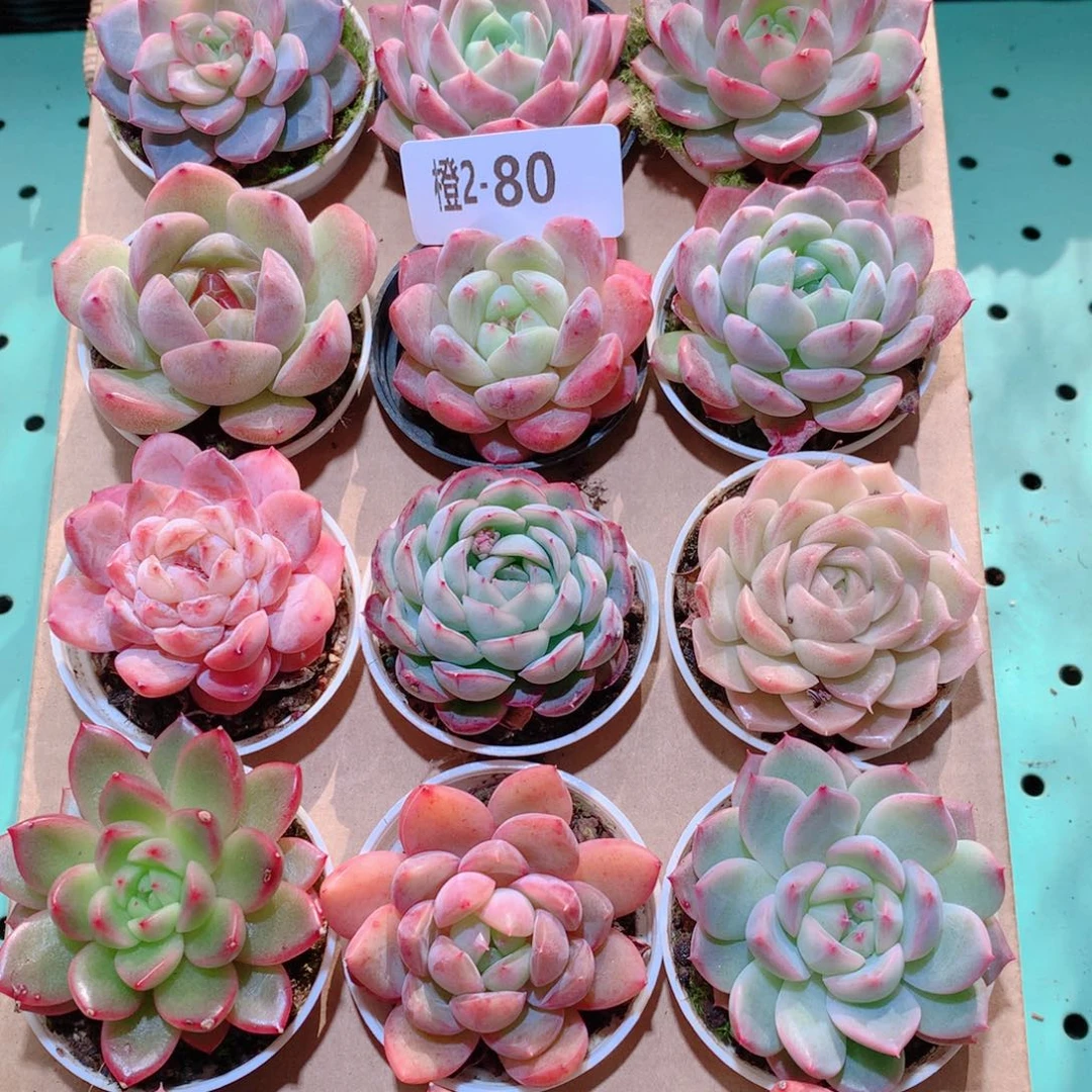 2-80一物一拍多肉带盆18颗