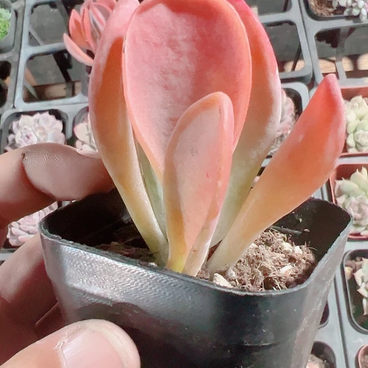 火狐狸精品多肉植物