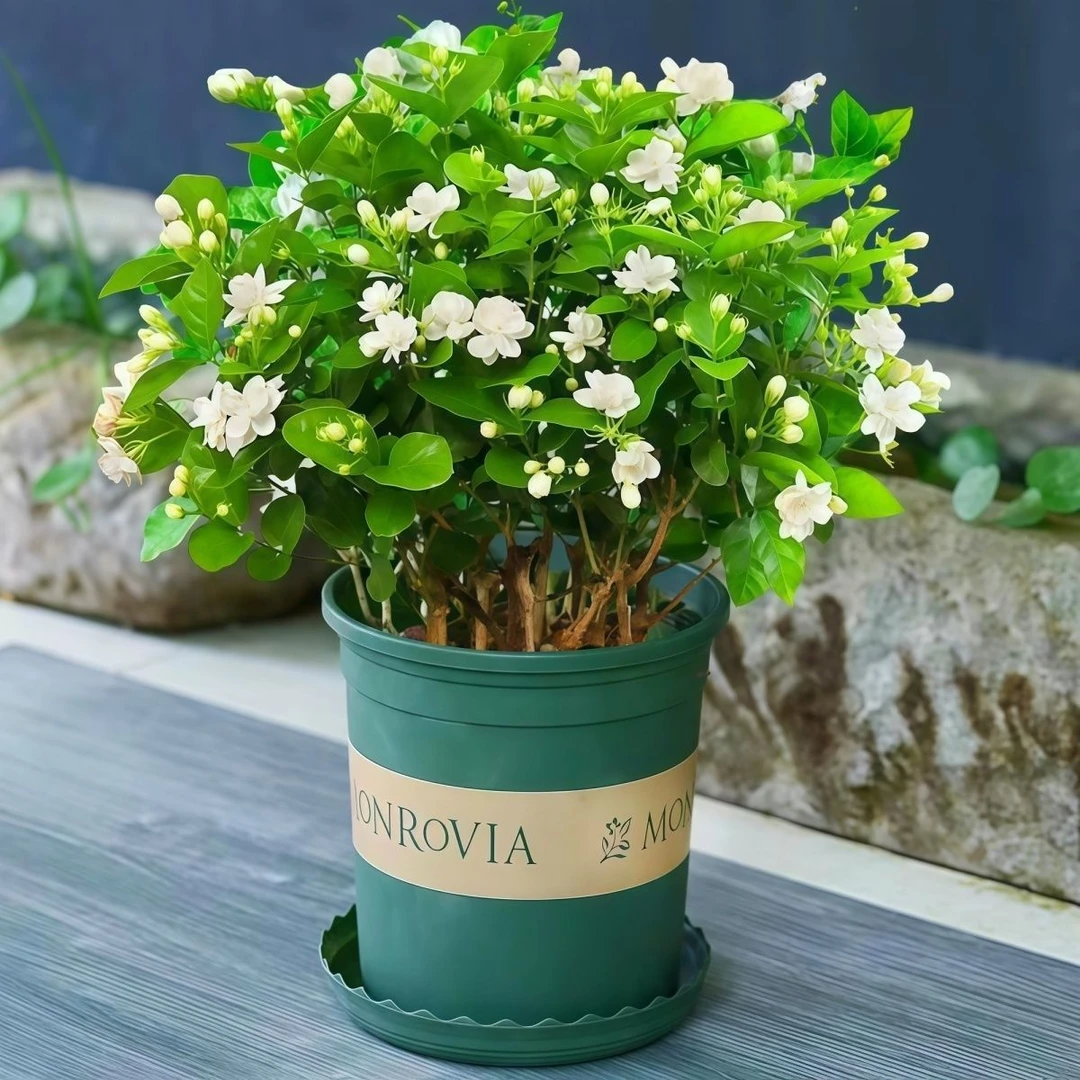 带花苞重瓣浓香茉莉花盆栽室内外可种植喜阳开花好养活