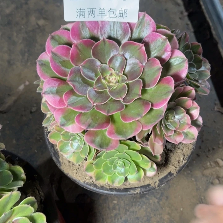 荔枝的人多肉的人2467