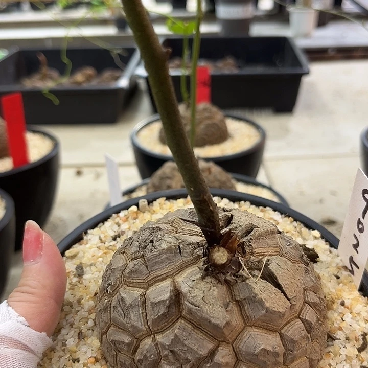 秋***天潮流植物龟甲龙9025