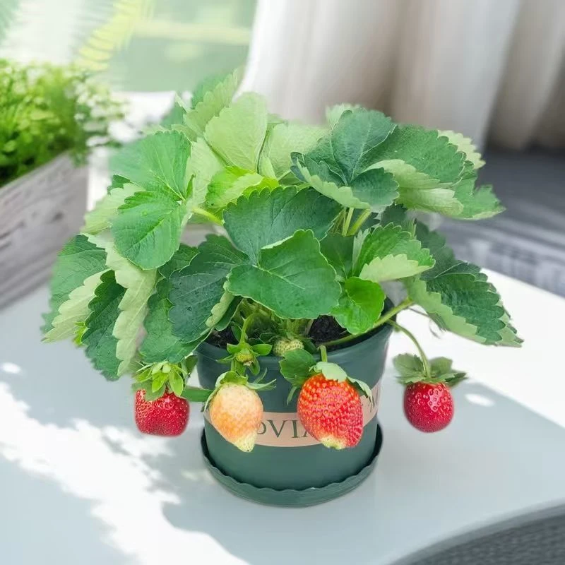 带盆带土带花带果草莓苗四季可种拍3发4（送肥料）