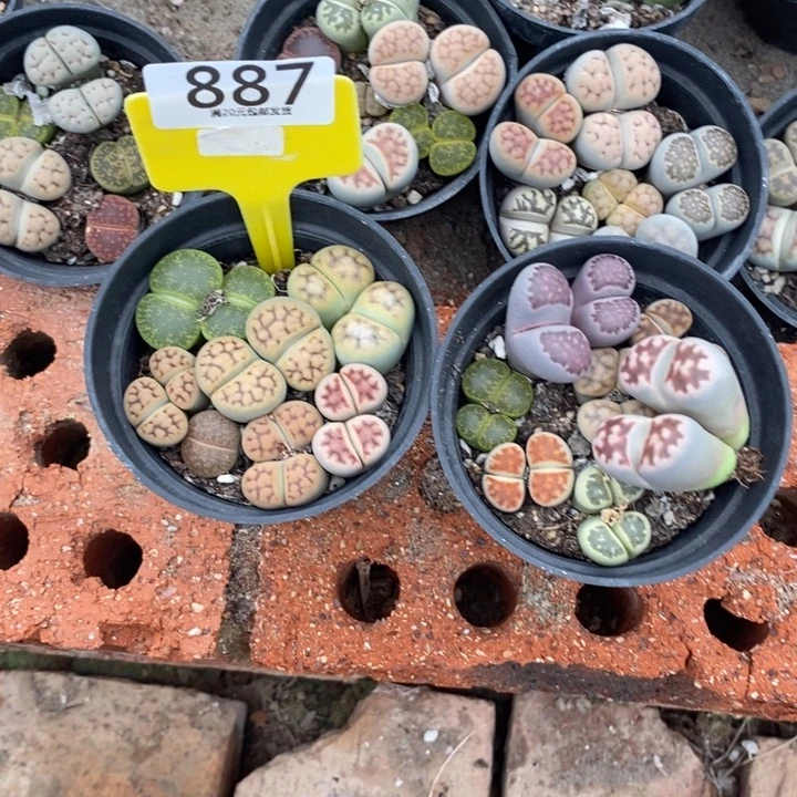 ****࿐生石花的季节到887
