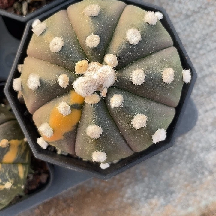 石生根大兜锦满25包邮