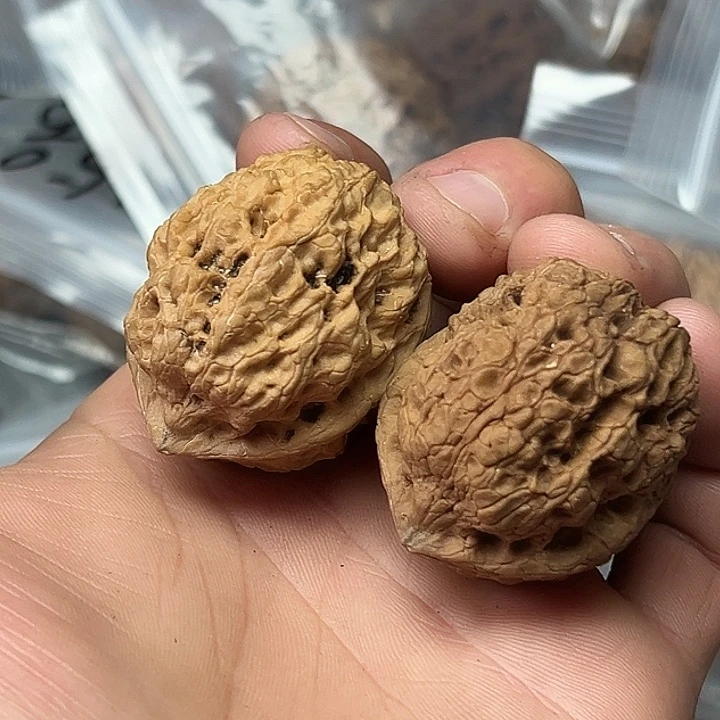 核桃28号古陀蟾39尺